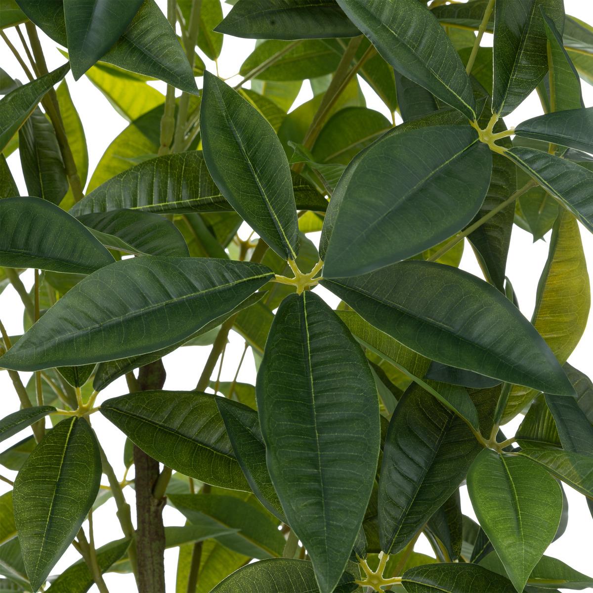 Arbre pachira Olme