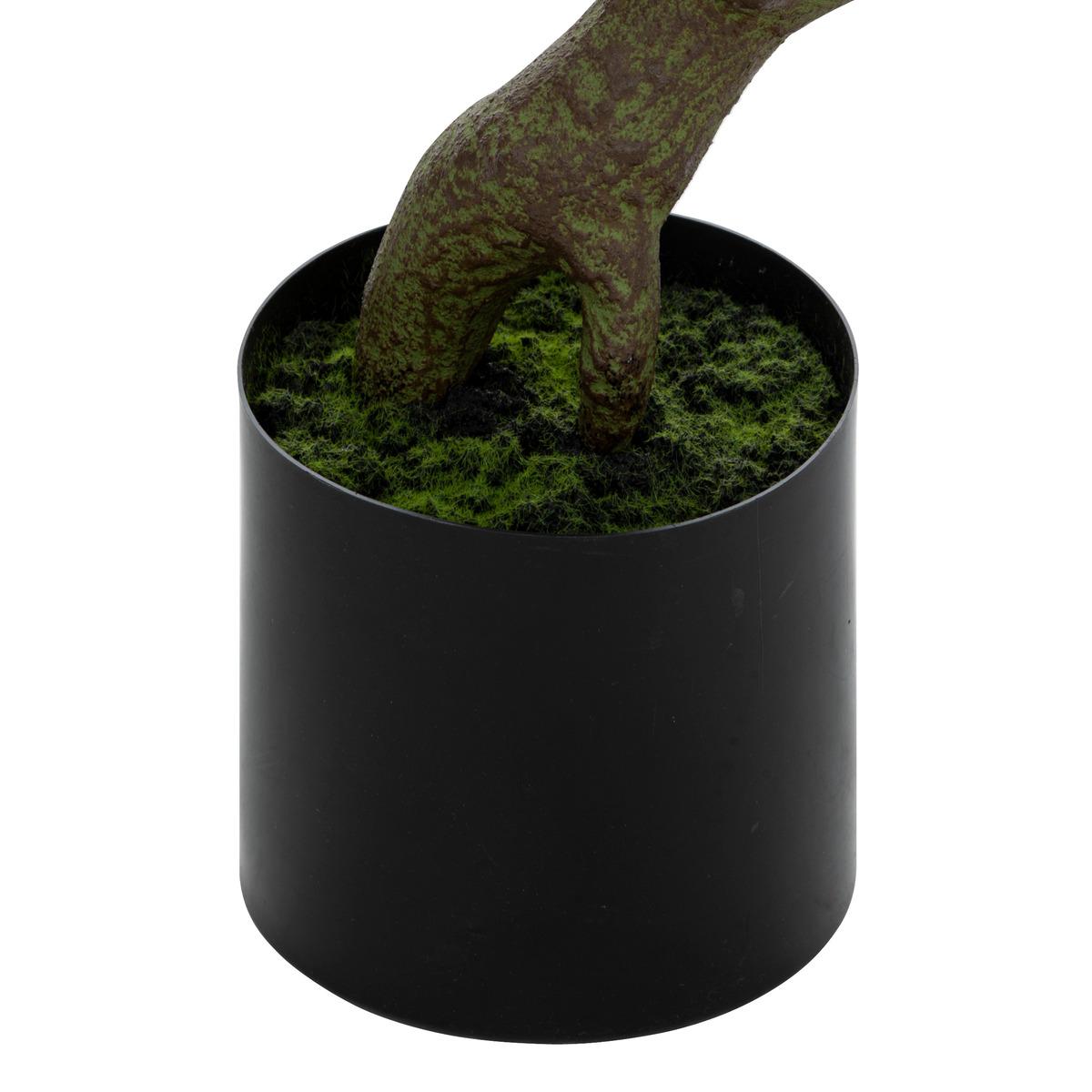 Arbre pachira Olme