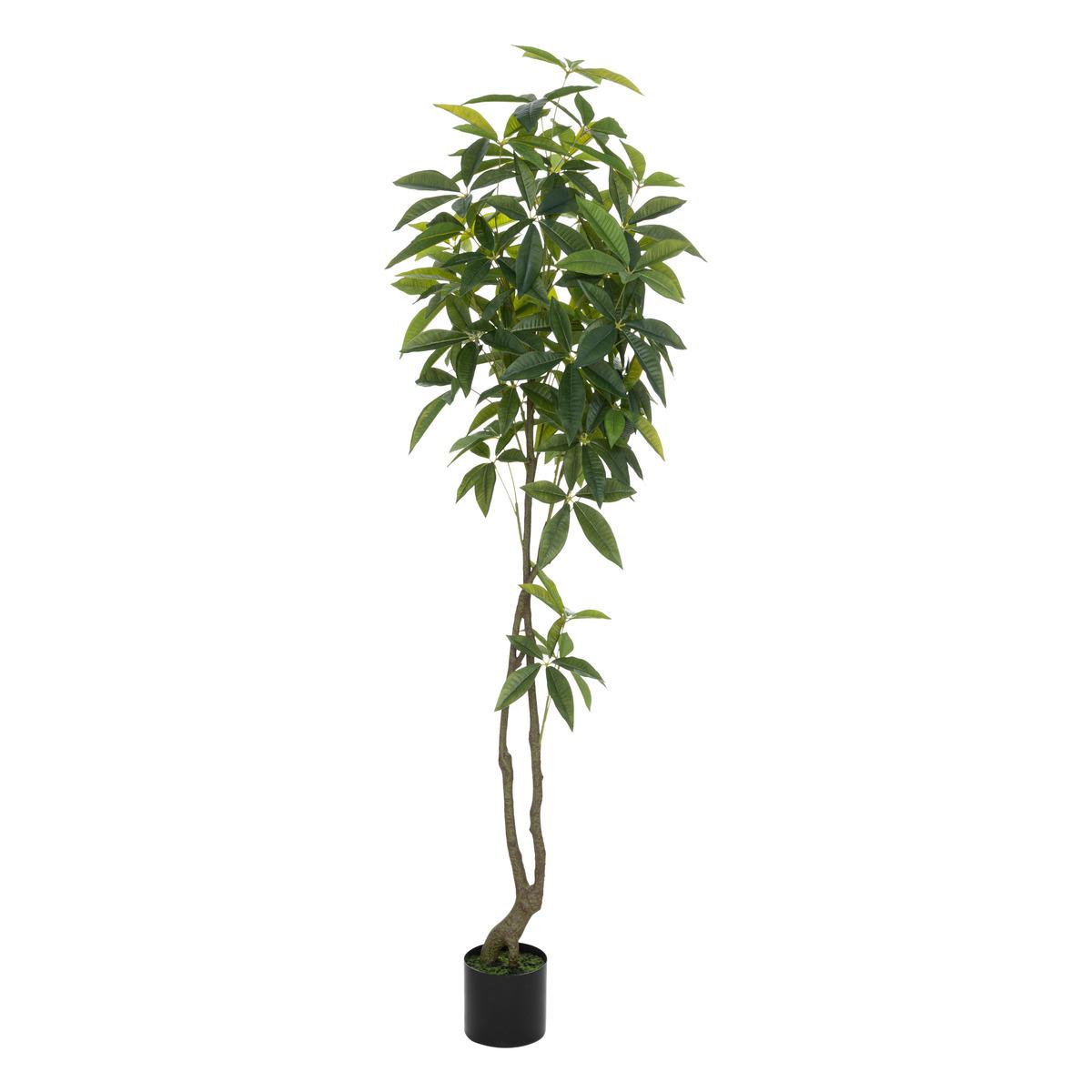 Arbre pachira Olme